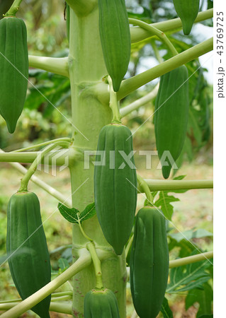 Close up young papaya on tree. Close up young papaya on tree. 43769725