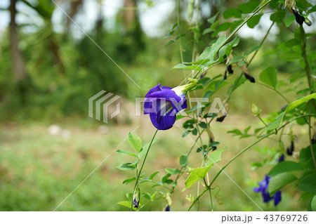 Blue Pea or Butterfly Pea. Blue Pea or Butterfly Pea. 43769726