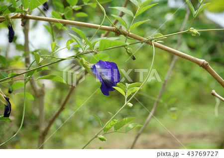 Blue Pea or Butterfly Pea. Blue Pea or Butterfly Pea. 43769727
