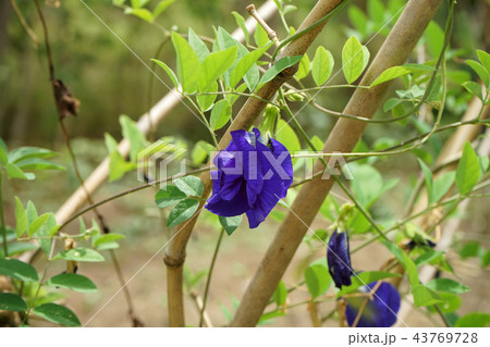 Blue Pea or Butterfly Pea. Blue Pea or Butterfly Pea. 43769728