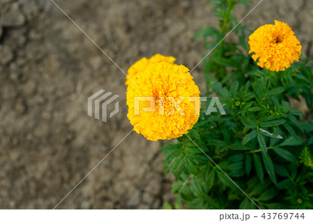 Close up marigolds flower Close up marigolds flower 43769744