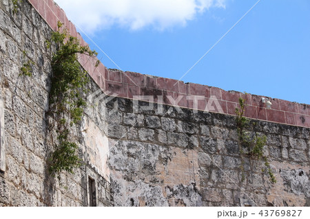 カバーニャ要塞の壁に生える草 43769827