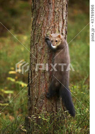 Stone marten climb on the tree - Martes foina 43769966