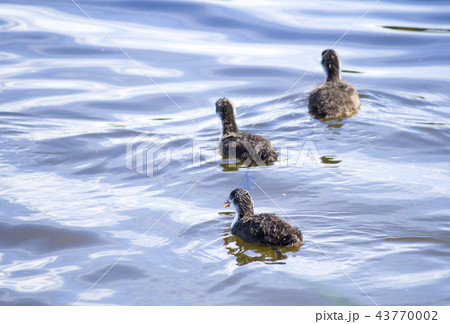 Duck with ducklings on the river float Duck with ducklings on the river float 43770002
