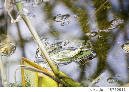 Frog in the river. landscape of wild nature 43770011