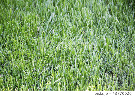 Green bright grass, green grass background, lawn Green bright grass, green grass background, lawn 43770026