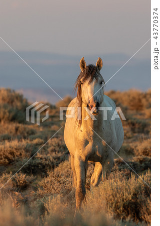 Wild Horse in the High Desert 43770374
