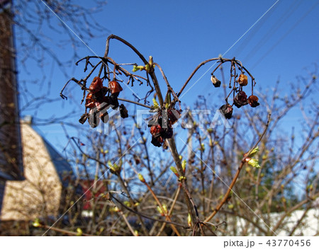 rosehip berries on a Bush in spring in the garden 43770456
