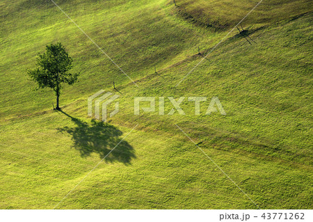 shadow from a tree 43771262