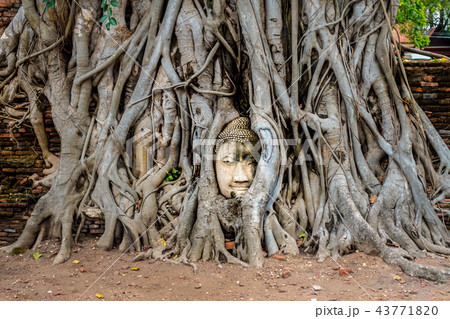 ワット・マハータート の仏頭 43771820