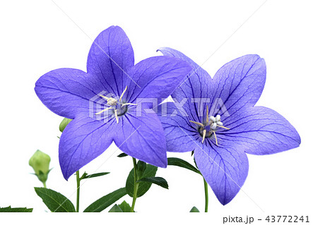 桔梗の花 （ fix撮影 ） 43772241