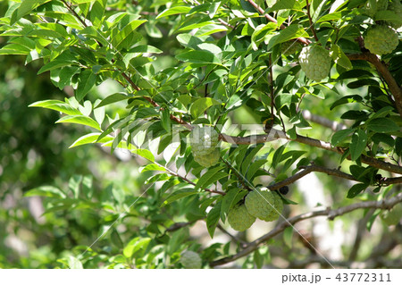 custard apple fruit on tree custard apple fruit on tree 43772311