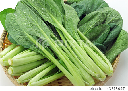 こまつな 43773097