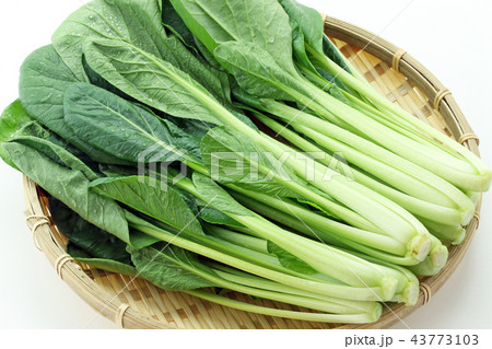 こまつな こまつな 43773103