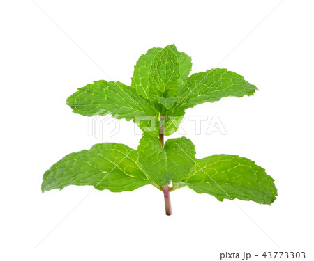 Mint leaves isolated on white background 43773303