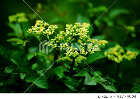 秋の野草　ヤブガラシの花 43774004