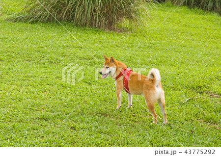 柴犬 鳥羽 しば 43775292