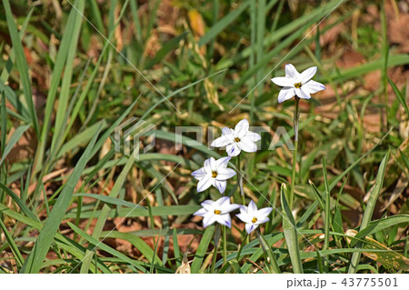 ハナニラ（花韮） 43775501