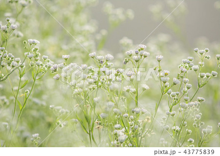 ヒメジョオン 花 緑 43775839
