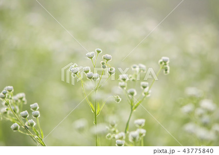 ヒメジョオン 花 緑 43775840