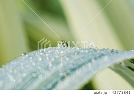 水滴 露 草 43775841