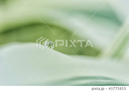 緑 緑色 水滴 43775853