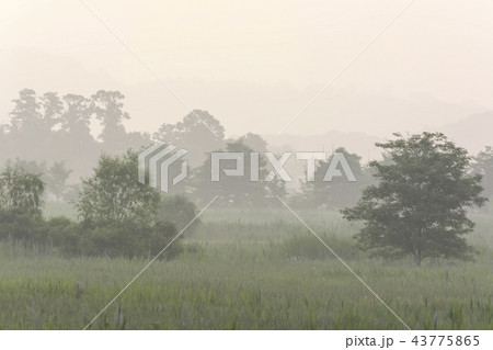 木 南洞 生態公園 43775865