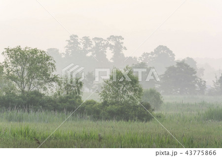 木 南洞 生態公園 43775866