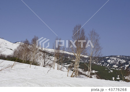 ブナの木　大木 43776268