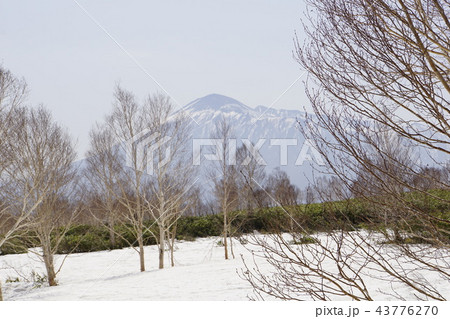 ブナの木　大木 43776270