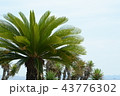 ソテツ 43776302