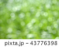 Green１ 43776398