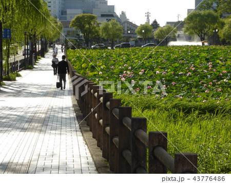 一面のハスの横を歩くサラリーマン 43776486
