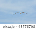 ウミネコ① 43776708