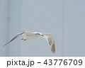 ウミネコ② 43776709