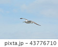 ウミネコ③ 43776710
