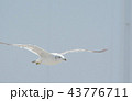 ウミネコ④ 43776711