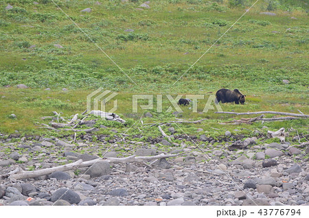 野生のヒグマ〜母グマと子熊（知床半島 西岸／北海道） 43776794