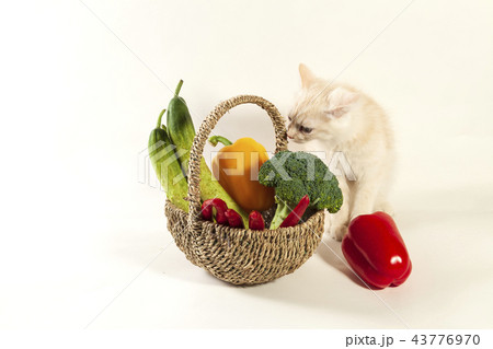 ブロッコリー 猫 バスケットの写真素材