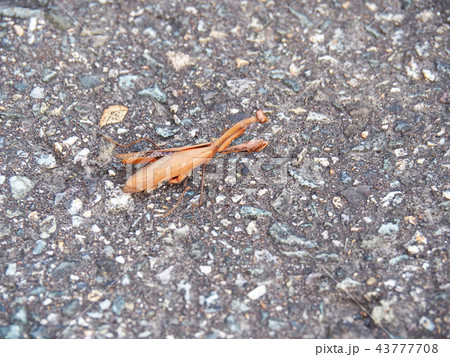 コカマキリ コカマキリ 43777708