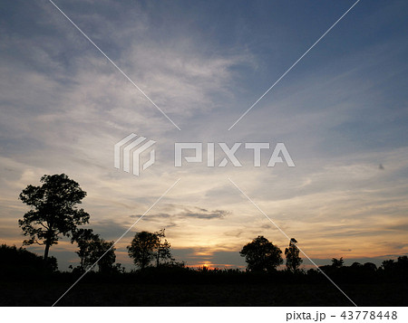 Beautiful sunlight and tree field landscape. 43778448