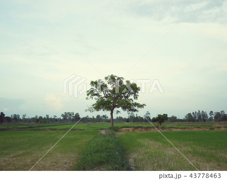 Beautiful sunlight and tree field landscape. 43778463