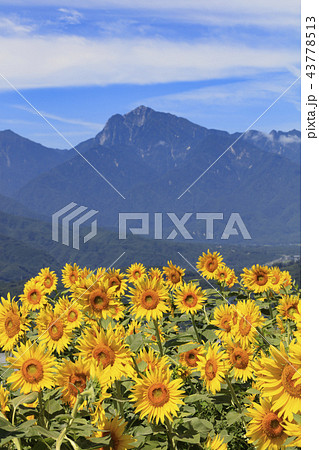 日本アルプスとひまわりの花 - 日本の8月 - 日本アルプスとひまわりの花 - 日本の8月 - 43778513