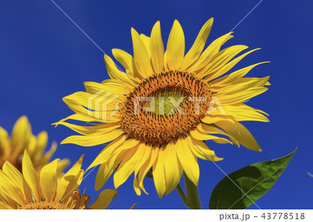 ひまわりの花 - 日本の8月 - ひまわりの花 - 日本の8月 - 43778518
