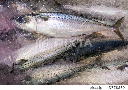 産卵のため南下を始める9月~10月頃の秋サバは脂肪が身に入り身も締まって風味は格段に上がる秋の味覚 産卵のため南下を始める9月~10月頃の秋サバは脂肪が身に入り身も締まって風味は格段に上がる秋の味覚 43778880