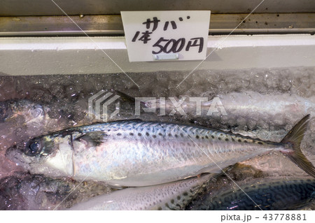 産卵のため南下を始める9月～10月頃の秋サバは脂肪が身に入り身も締まって風味は格段に上がる秋の味覚 43778881