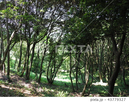 岡垣町　海老津　金毘羅山 43779327