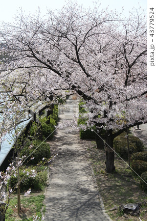 桜 43779524