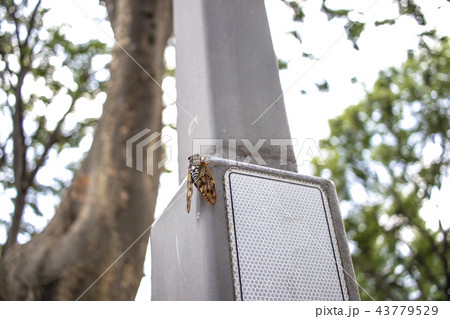 街灯にとまるセミ #2 43779529