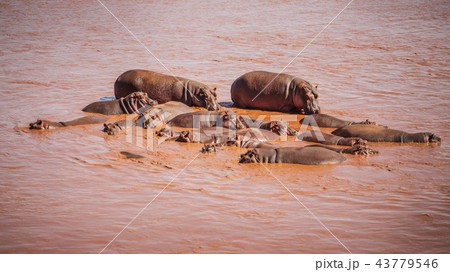 Group of  common hippopotamus  43779546